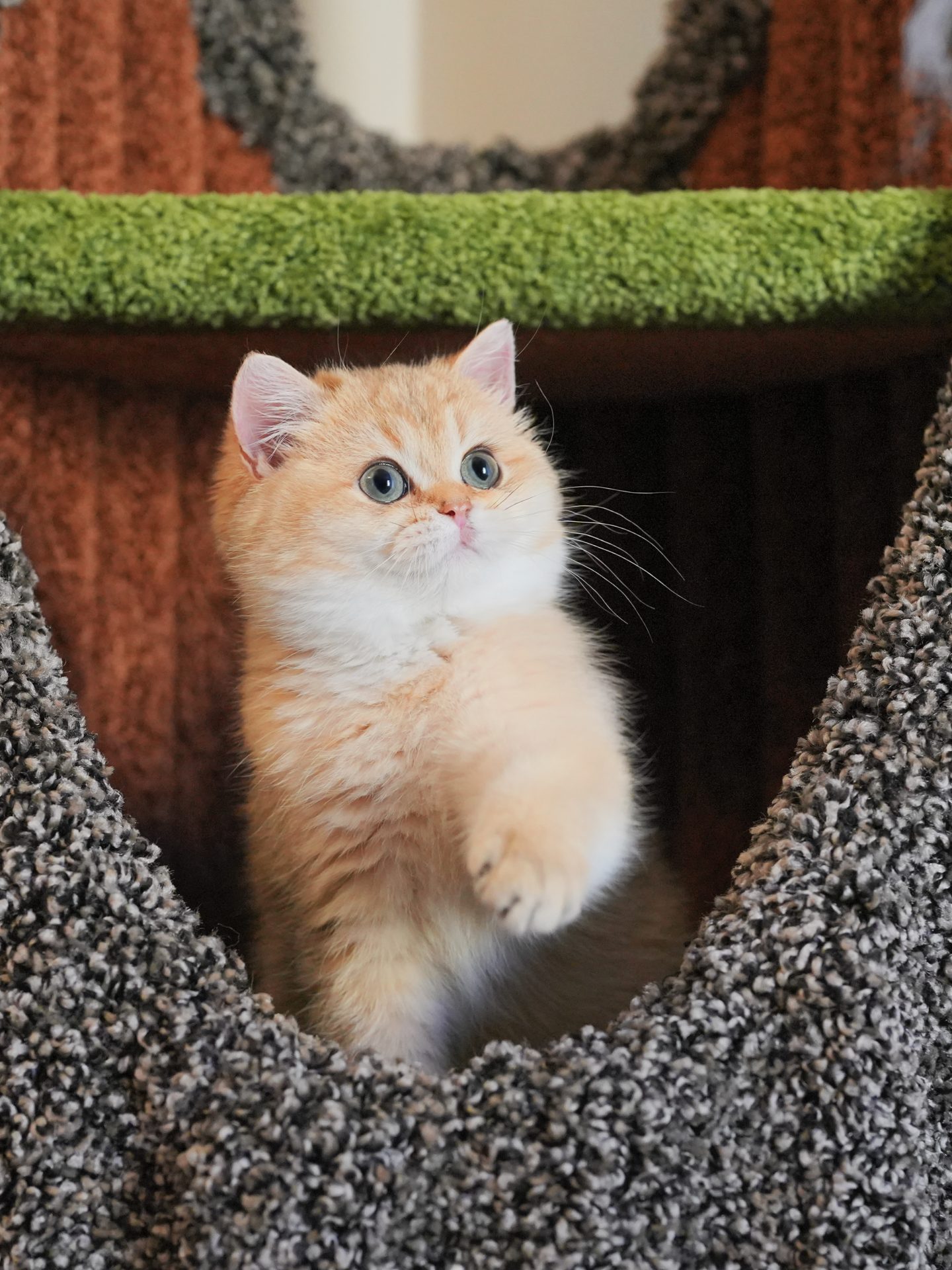 british short cat for sale