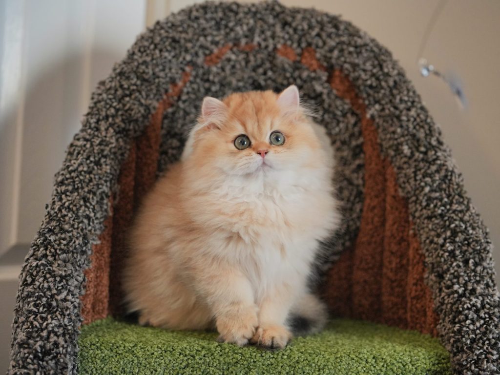 Sybil - Golden British Longhair - British Shorthair for sale & British Longhair Kittens for sale