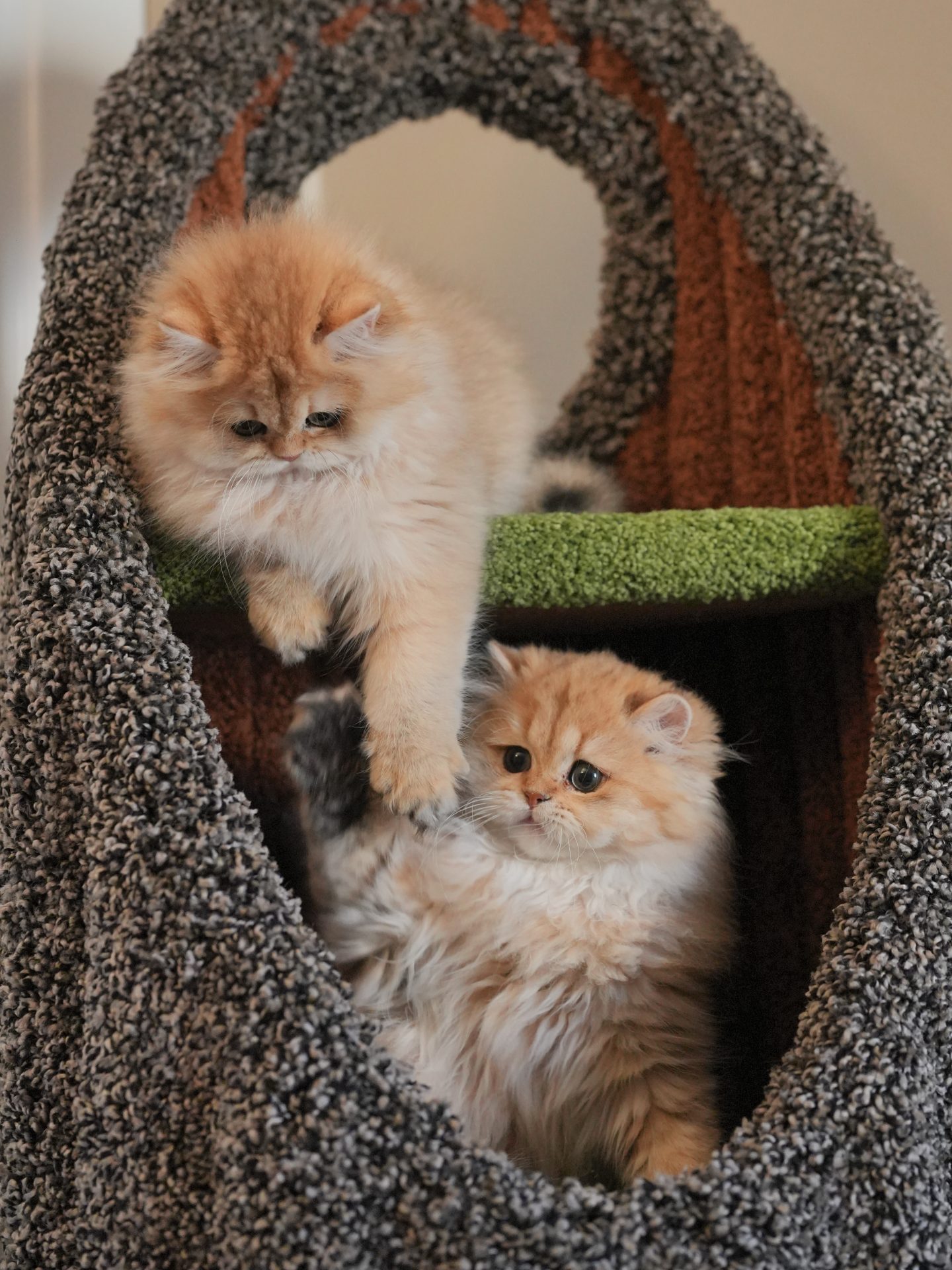 british longhair cat for sale