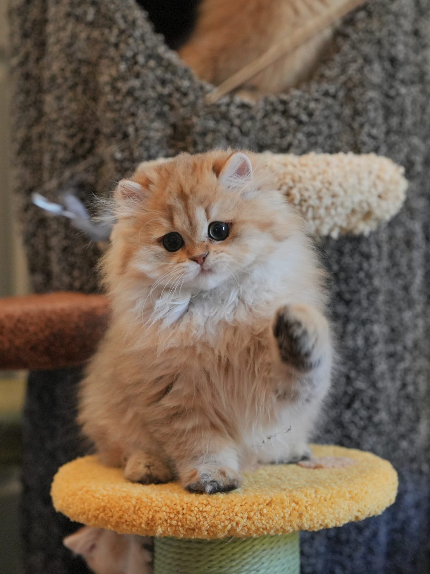 british longhair kittens for sale