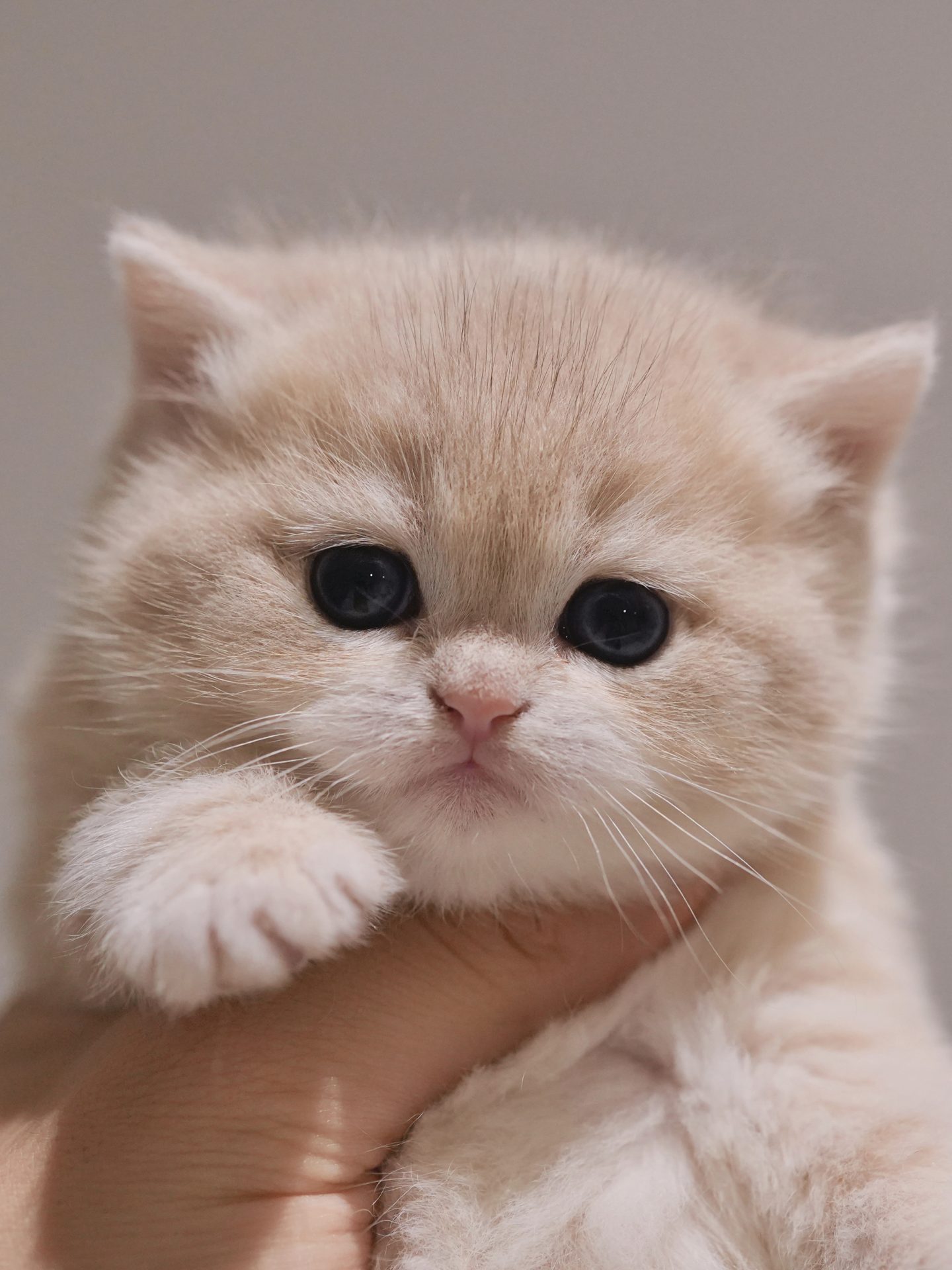 british blue kittens for sale