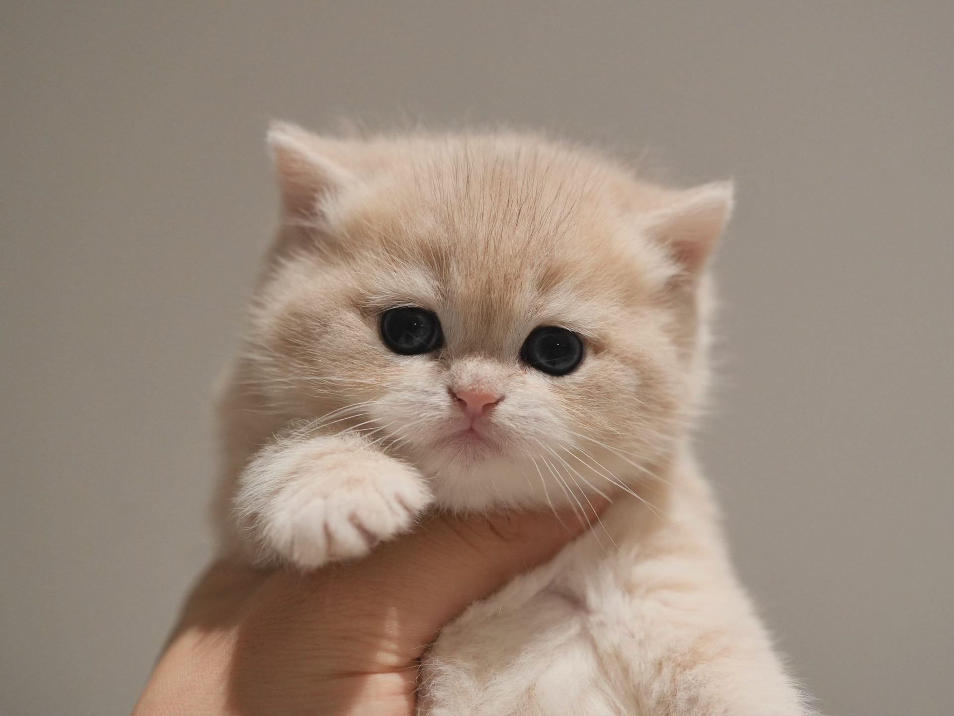 kittens for sale in toronto ontario