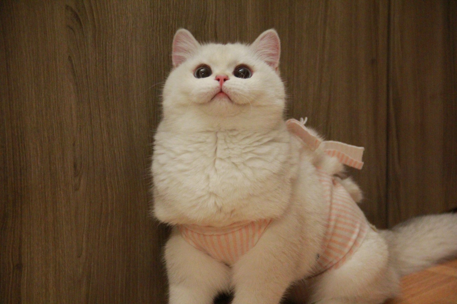 british shorthair cats