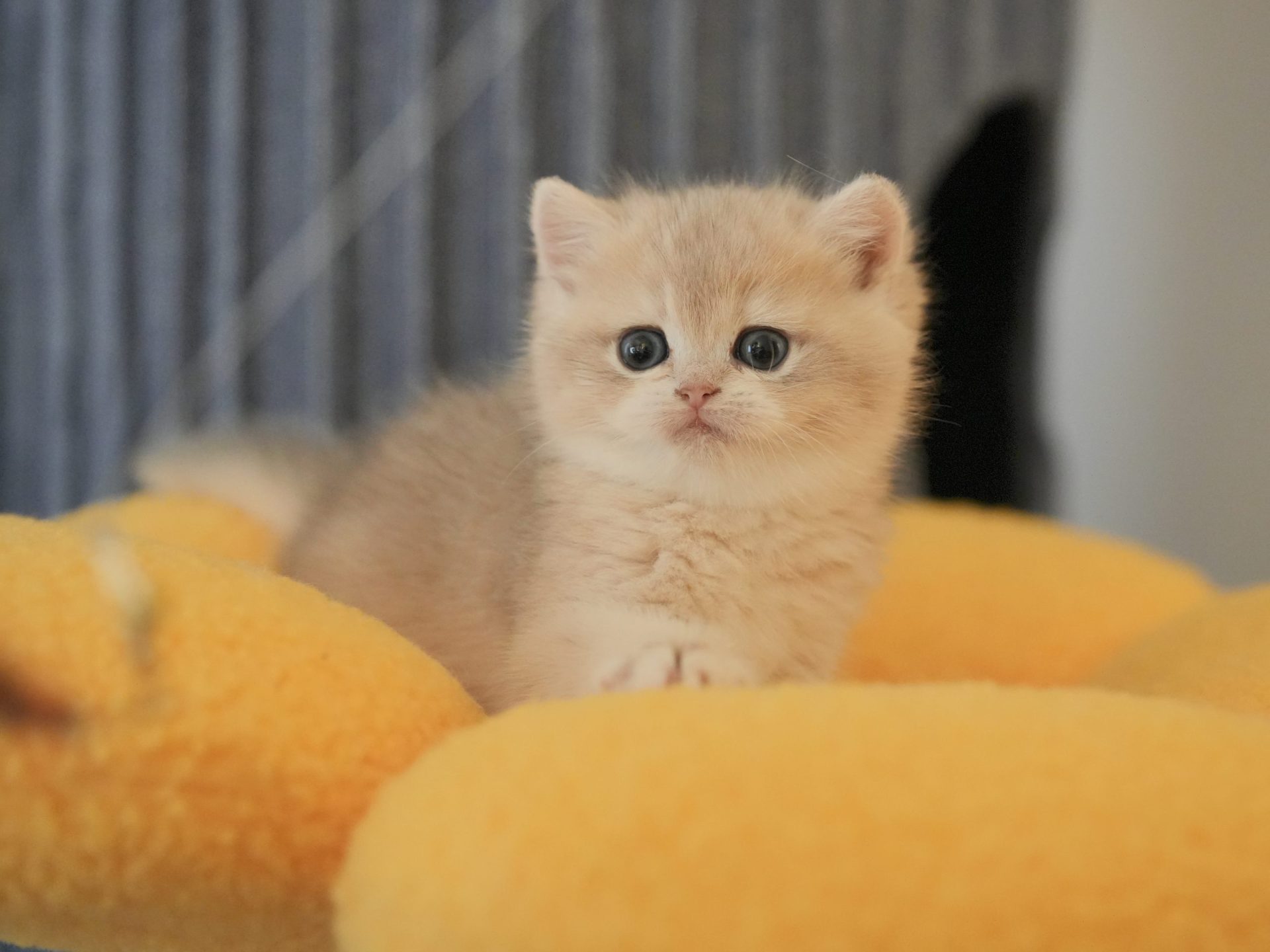 british blue kittens for sale