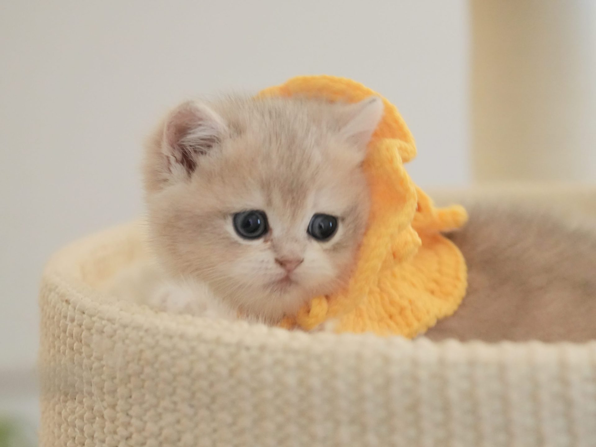 british blue kittens for sale