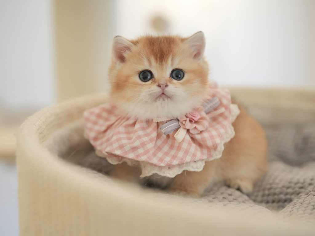Yuzu - Golden Shaded British Shorthair - British Shorthair for sale & British Longhair Kittens for sale