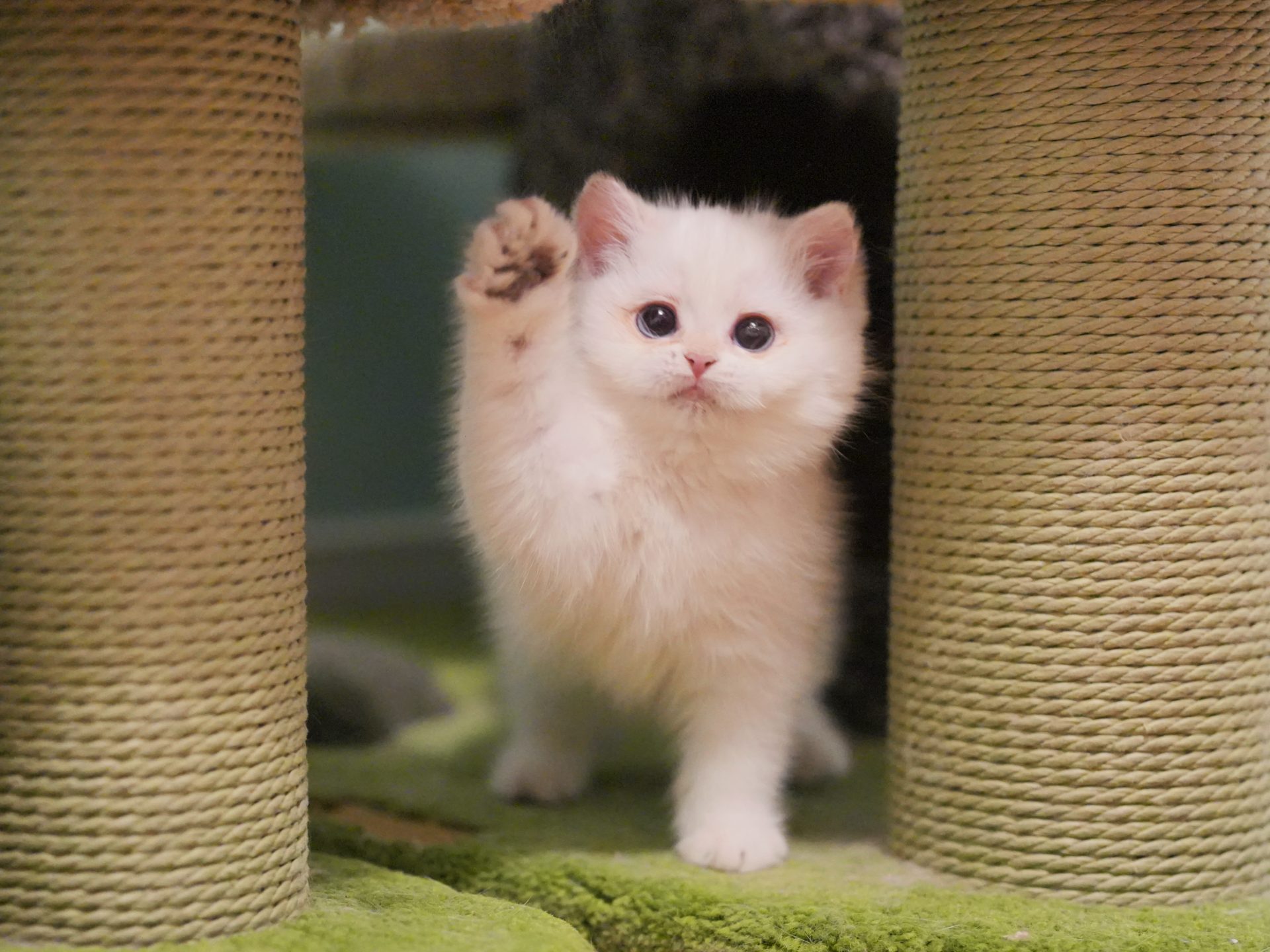 british shorthair ontario
