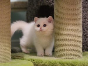 british shorthair for sale