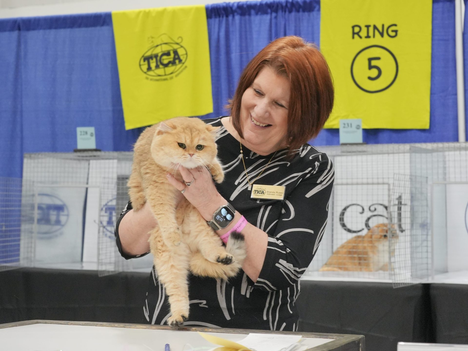 British Shorthair cat breeder