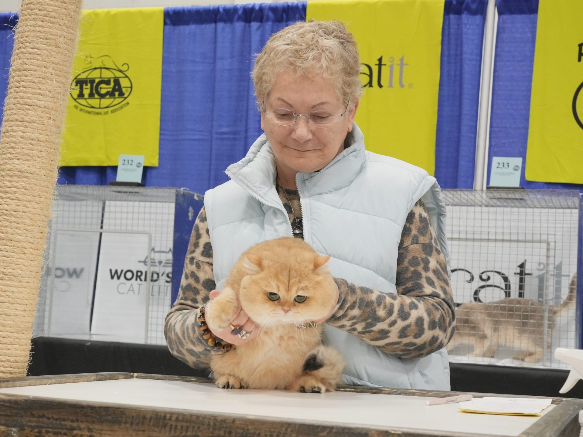 Golden British Shorthair