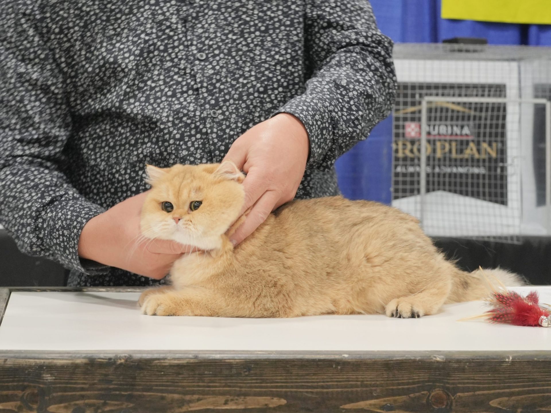 Golden British Shorthair