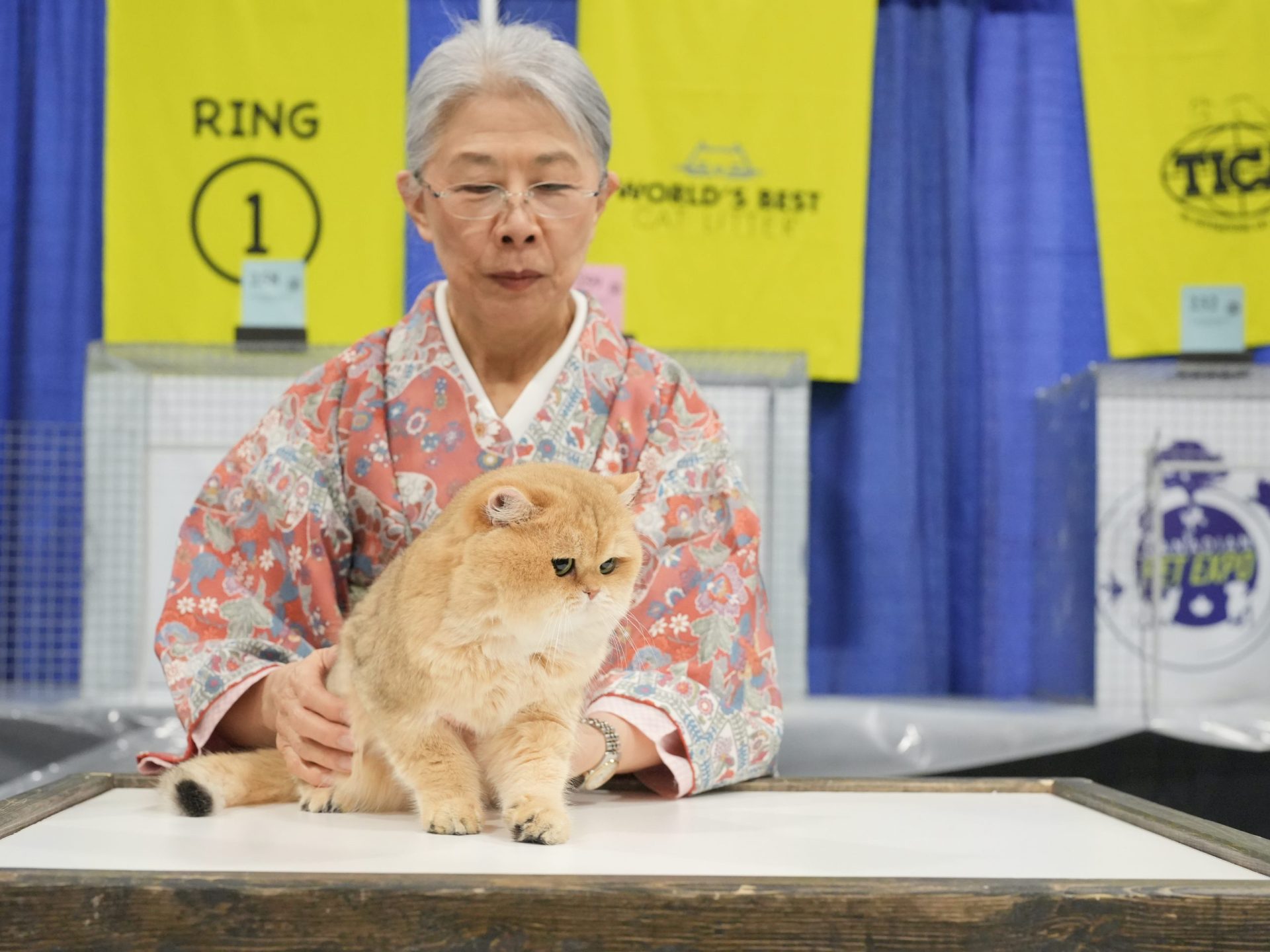 Golden British Shorthair