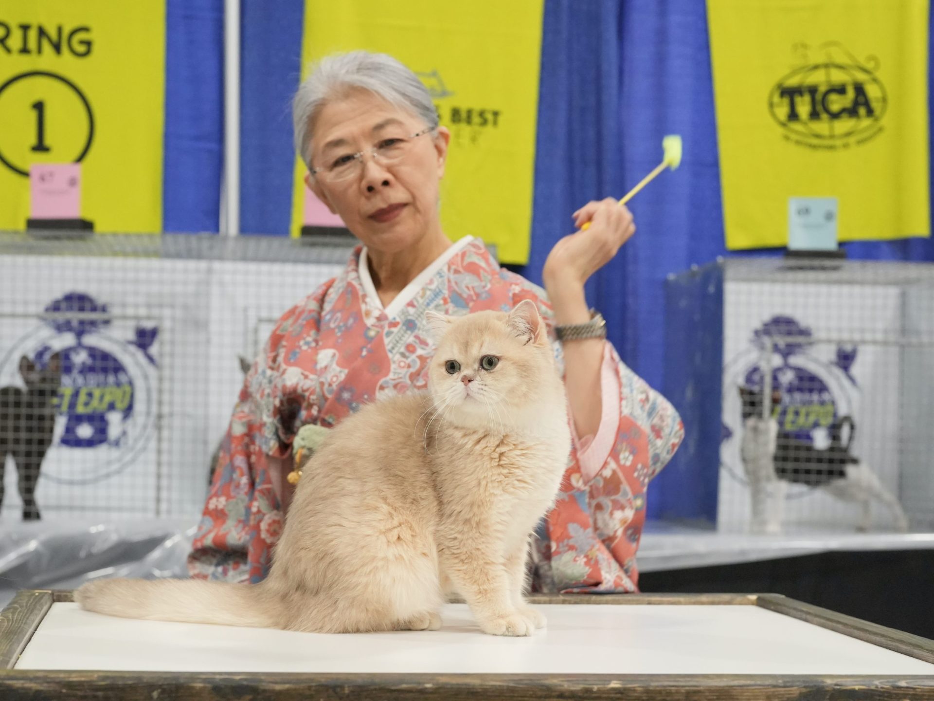 cat show toronto 2024