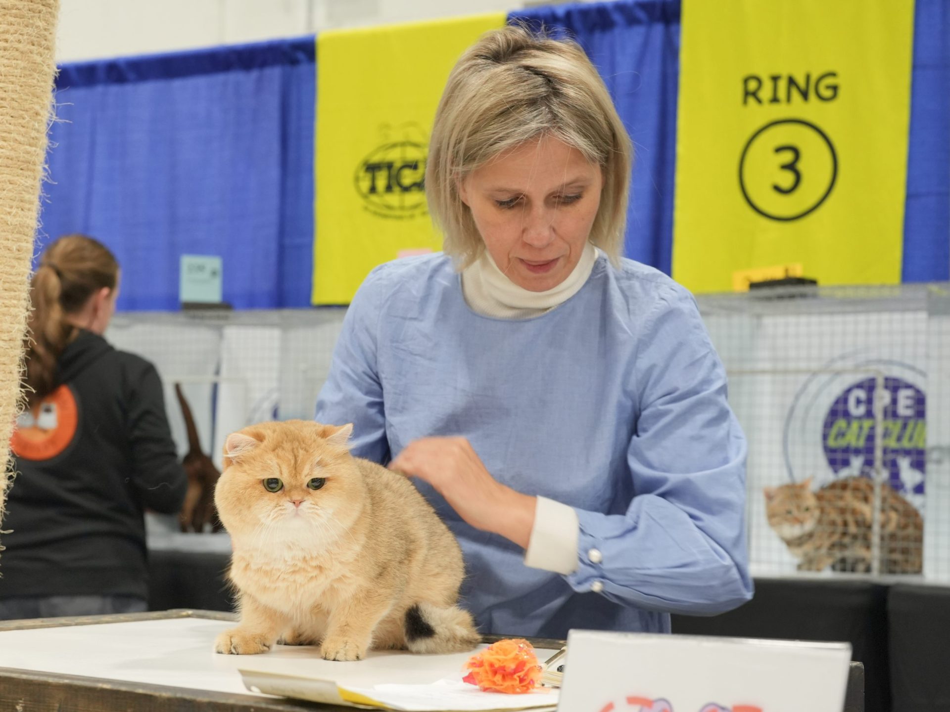 cat show toronto 2024