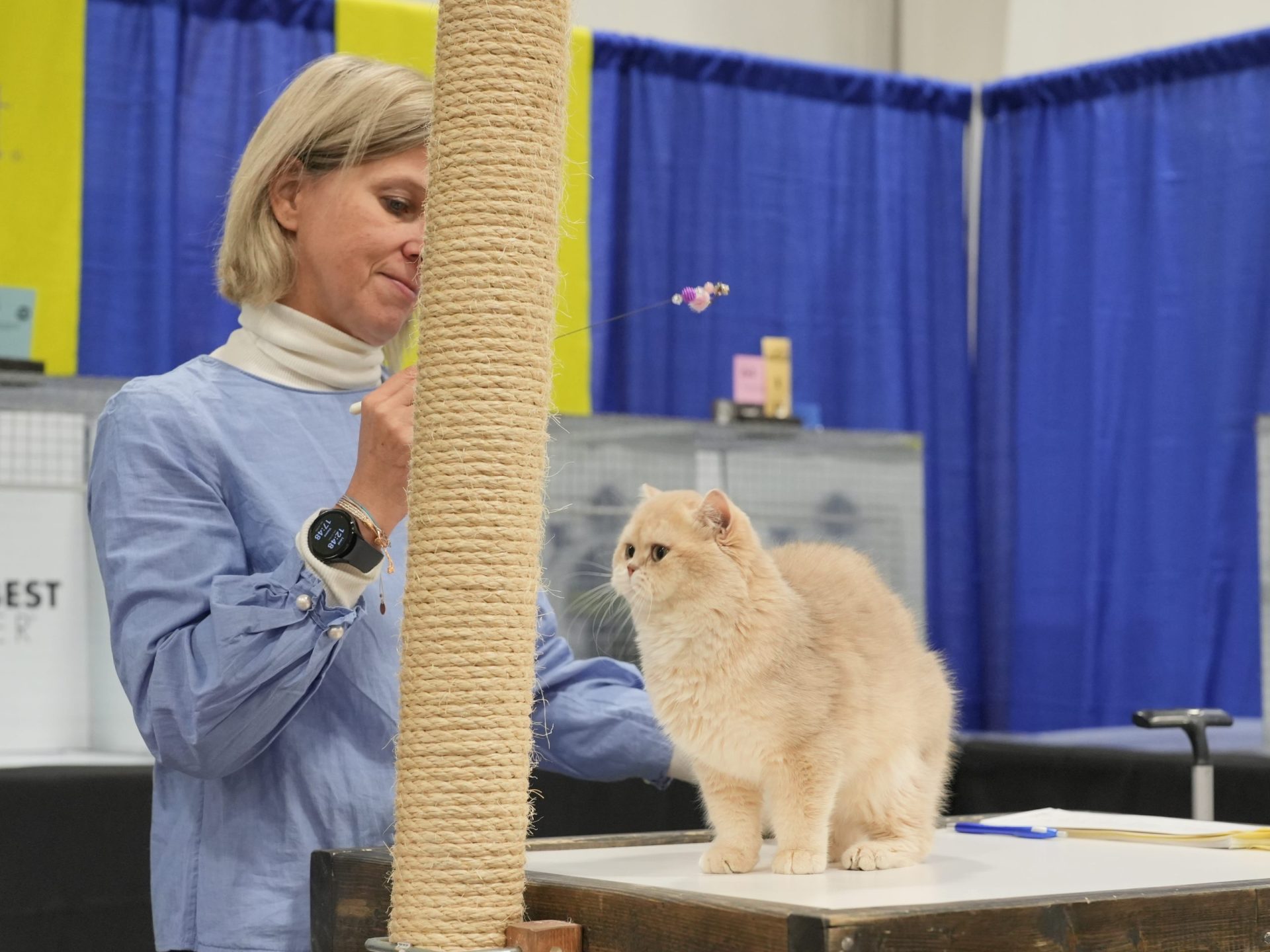 cat show toronto 2024
