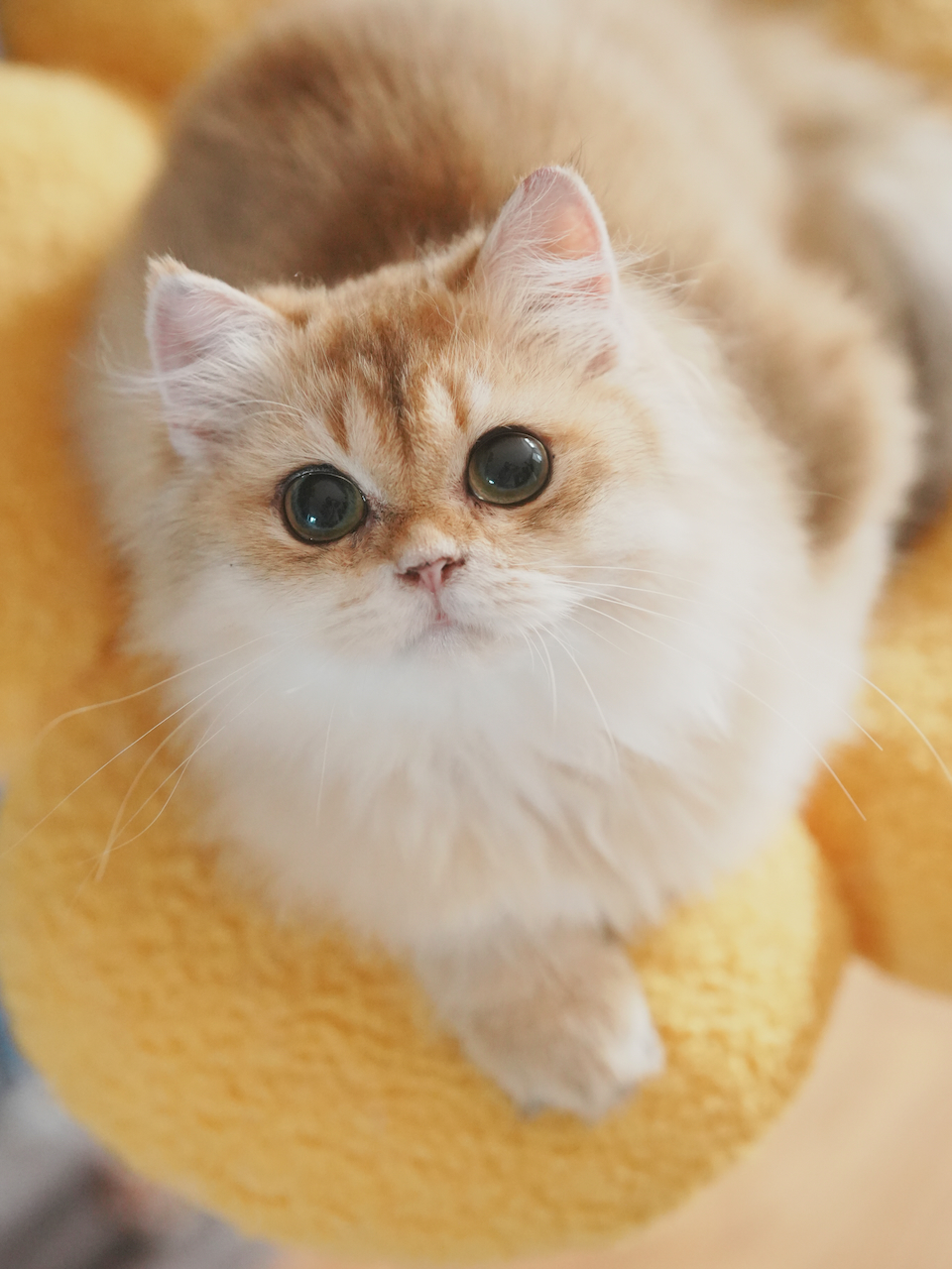 cats for sale ontario
