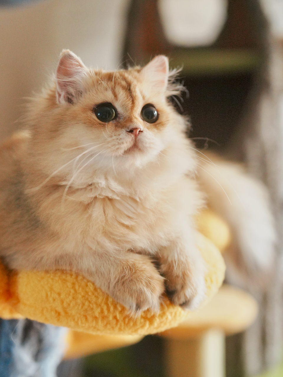 cats for sale ontario