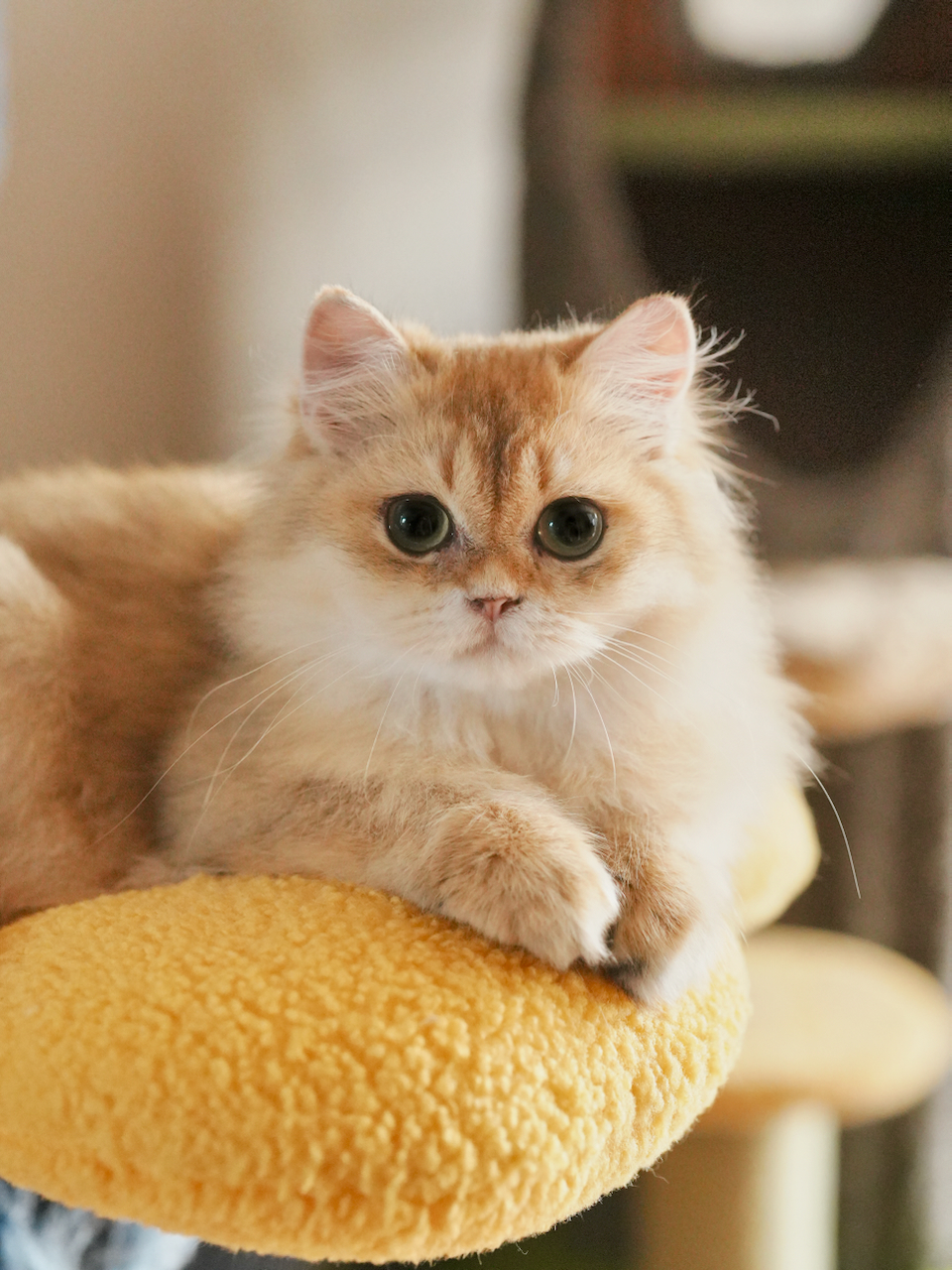 Atlas - Golden Shaded British Longhair - British Shorthair for sale & British Longhair Kittens for sale