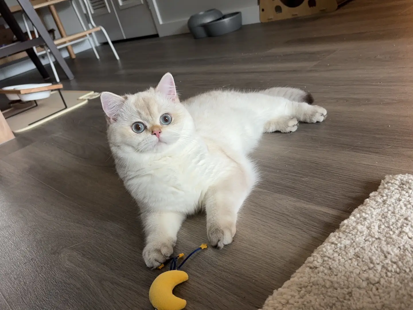 British Shorthair kitten for sale
