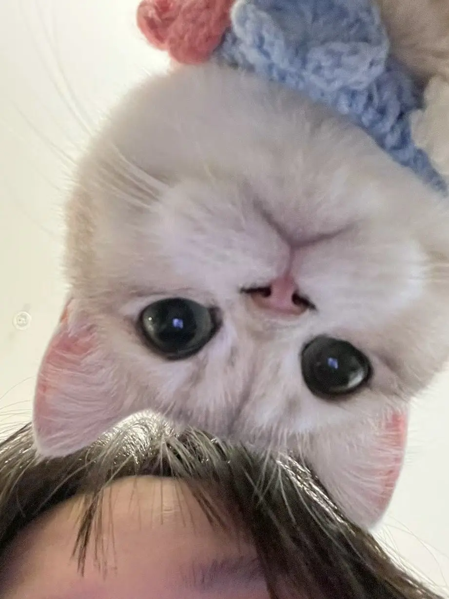 british blue kittens for sale
