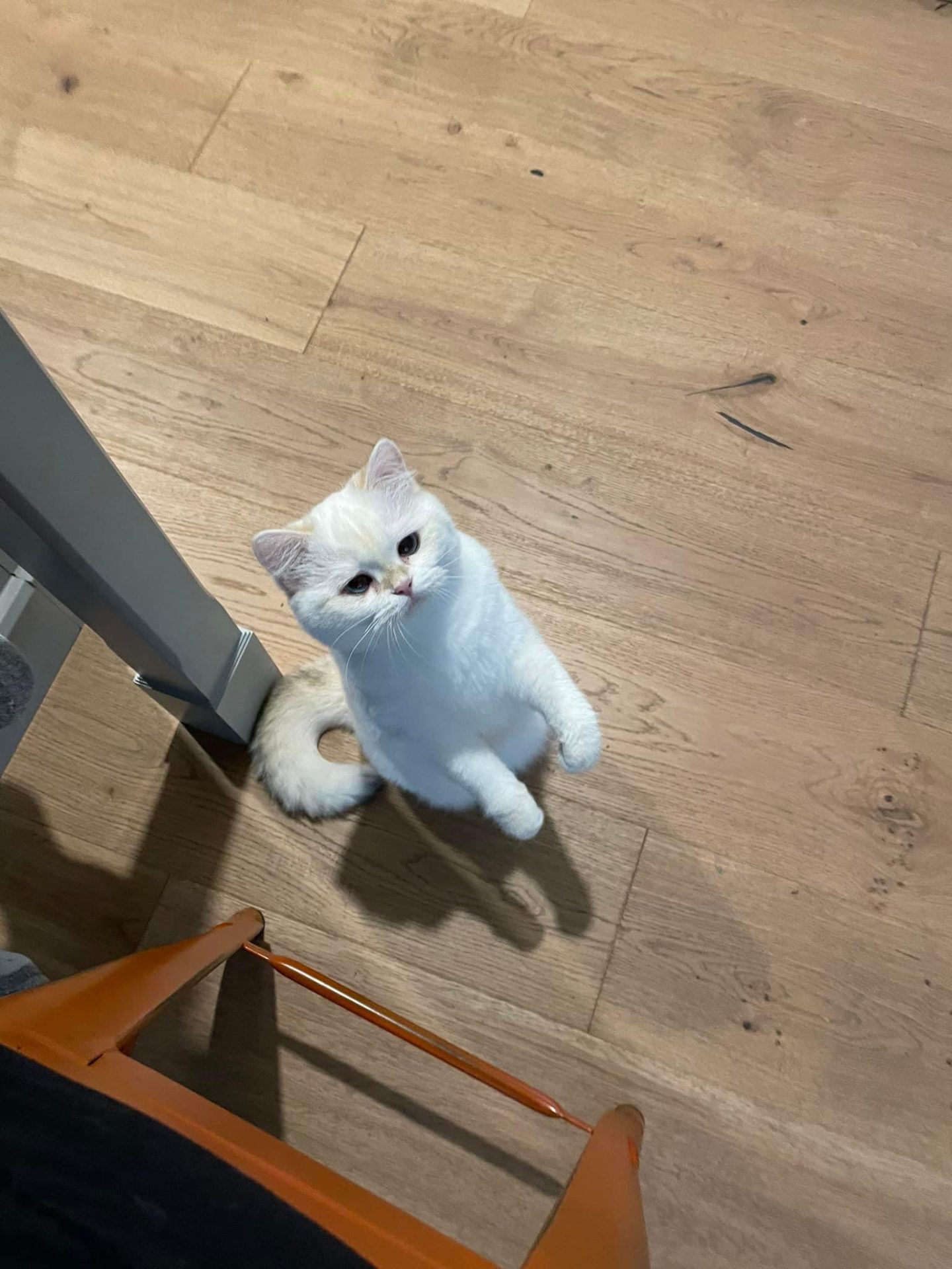 british shorthair ontario