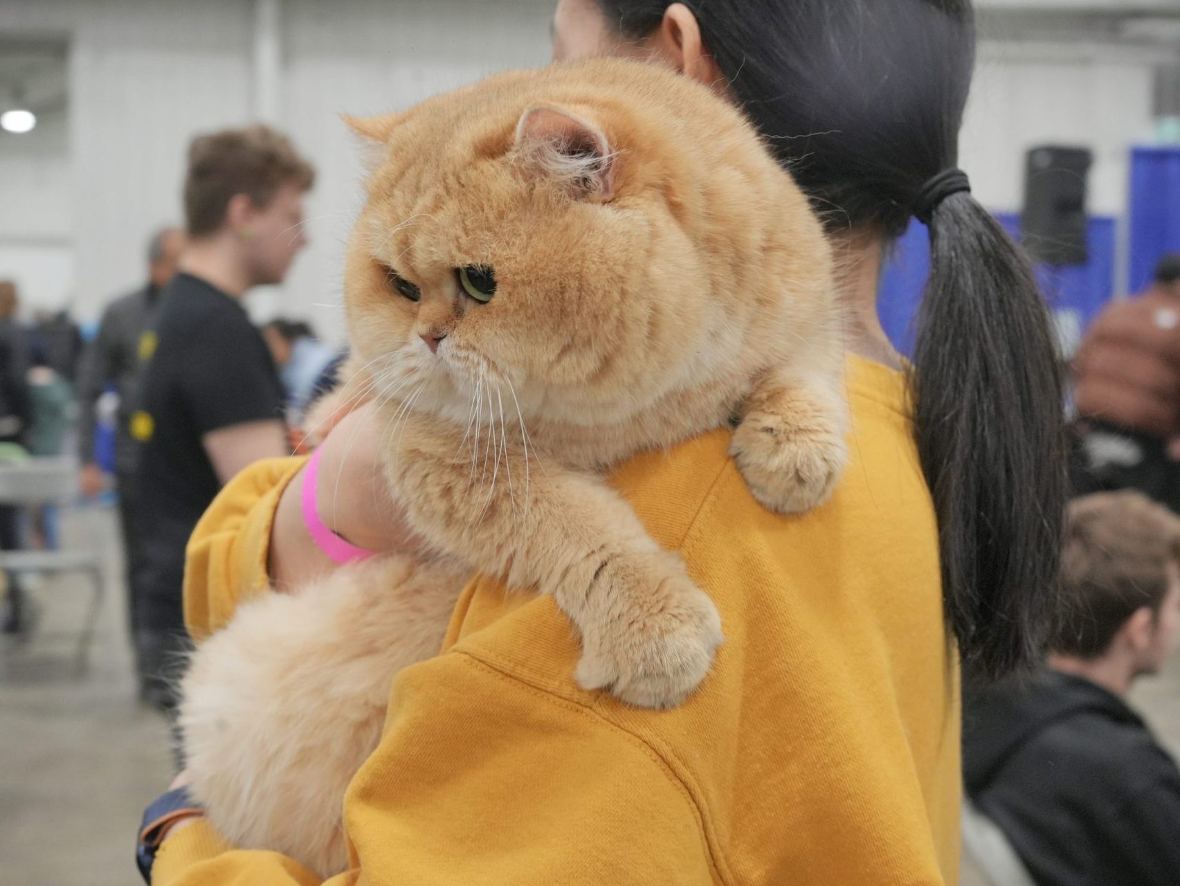 cat show toronto 2024