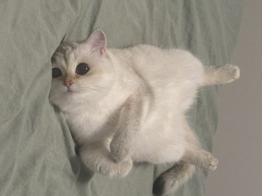 golden point shaded british shorthair waffle is lying on a green bed sheet