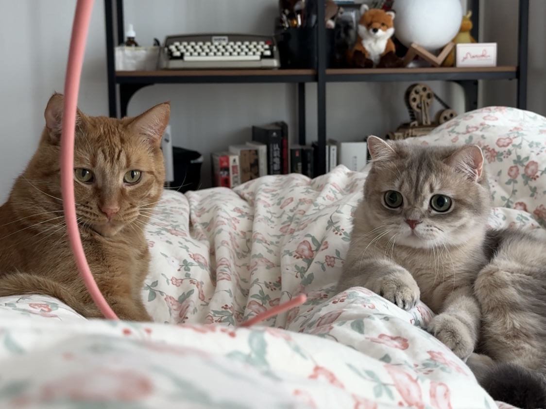 blue golden shaded british shorthair