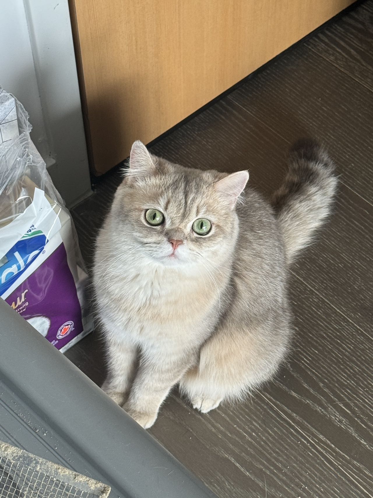 blue golden shaded british shorthair