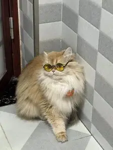 british longhair kittens for sale