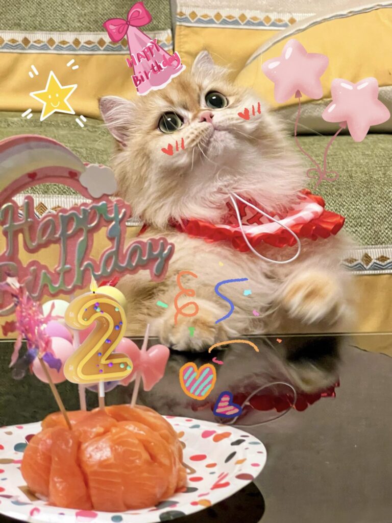 bdec2181dfef032d7ec359b5117023ea golden british longhair for sale pepsi is celebrating her birthday