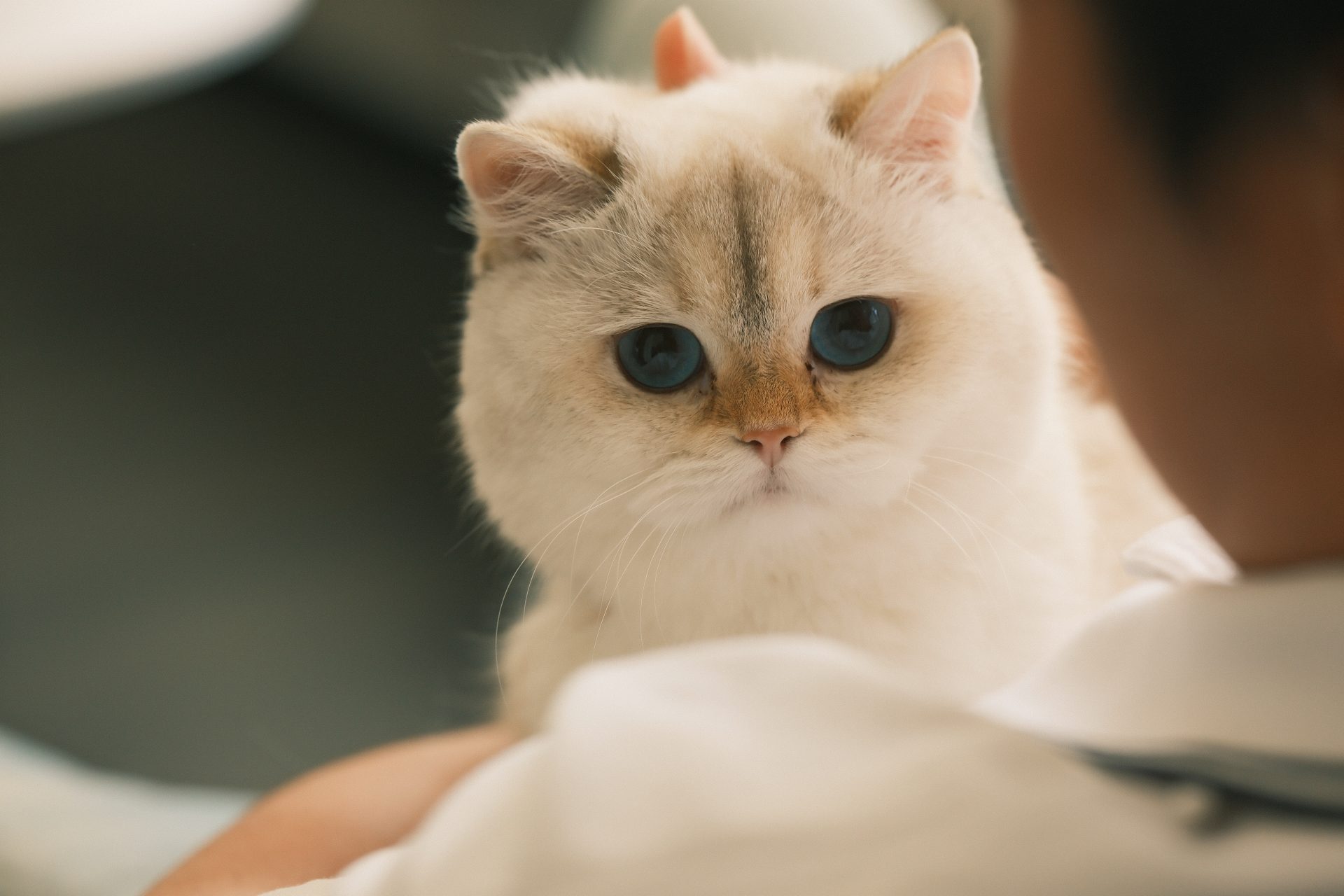 Golden British Shorthair Cat