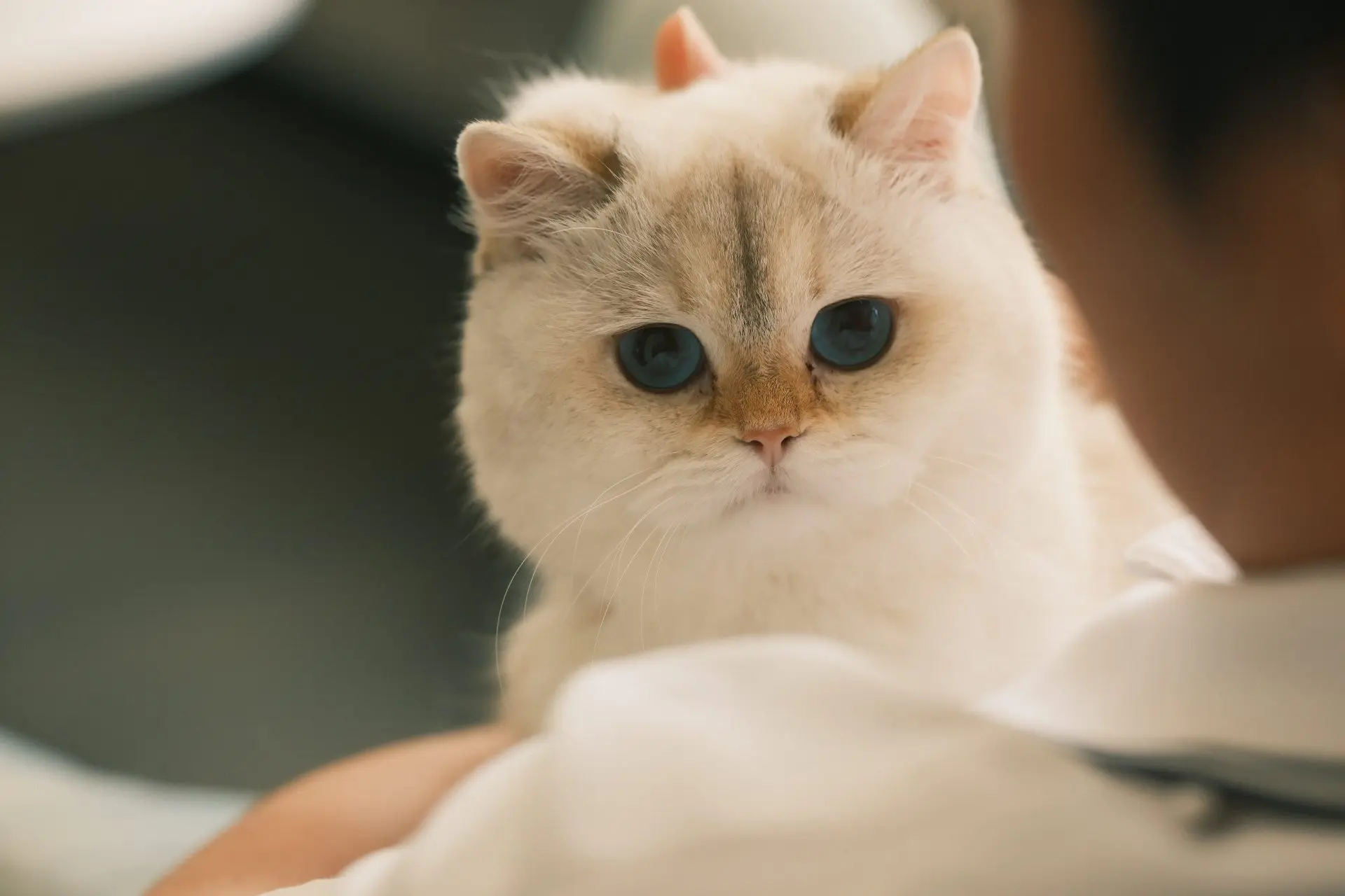 Golden British Shorthair Cat