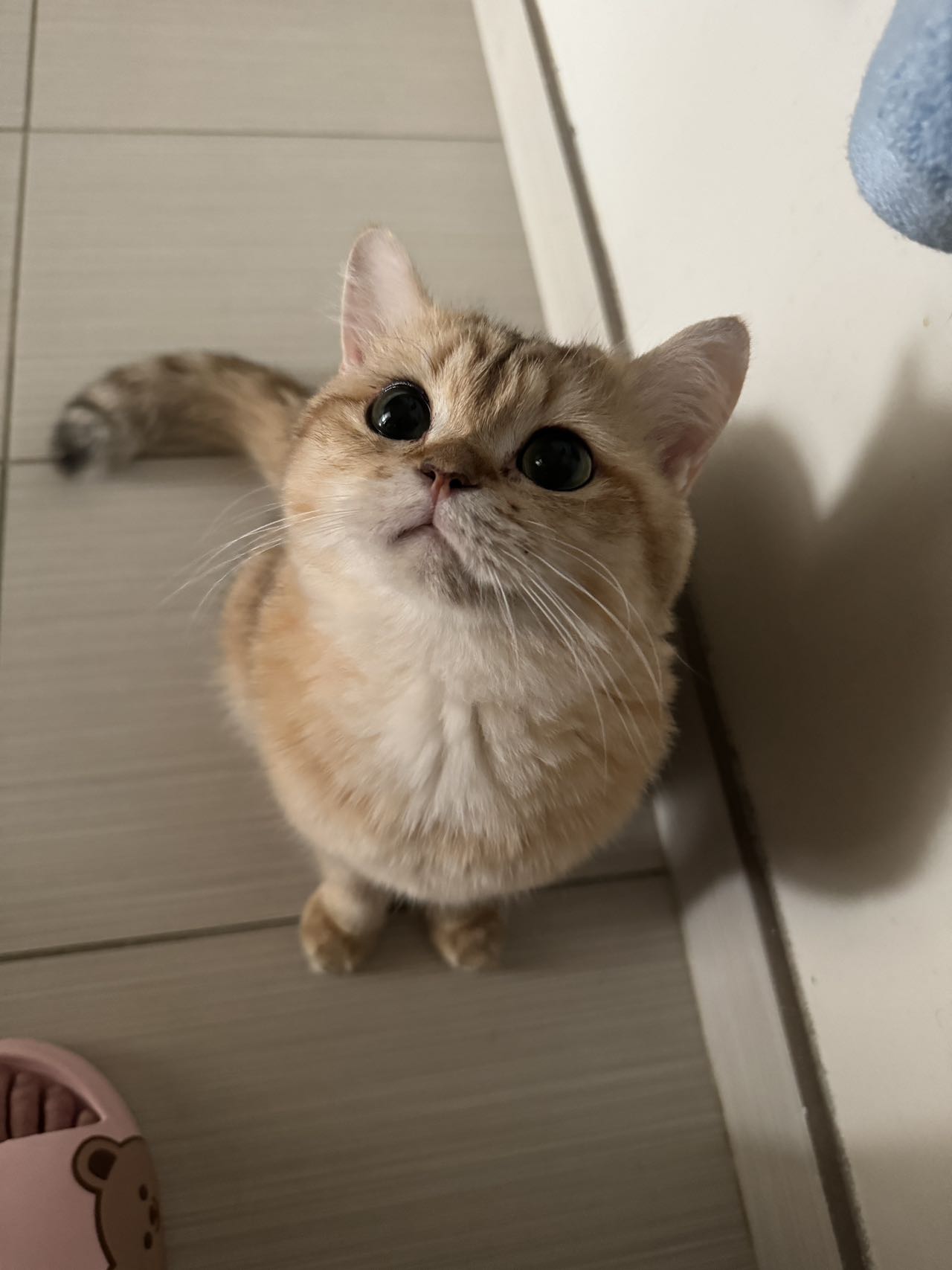 english shorthair kitten