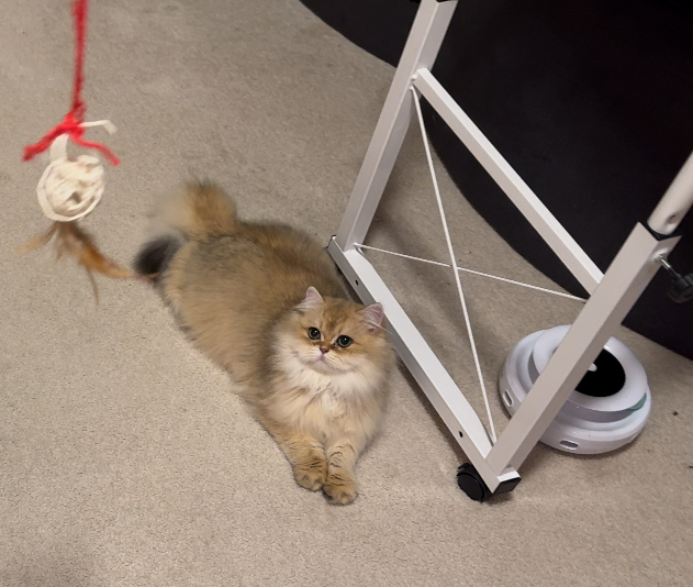 kittens for sale Vancouver