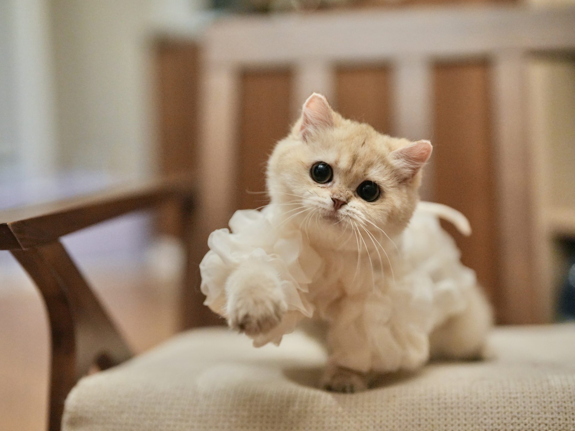 english shorthair kittens for sale