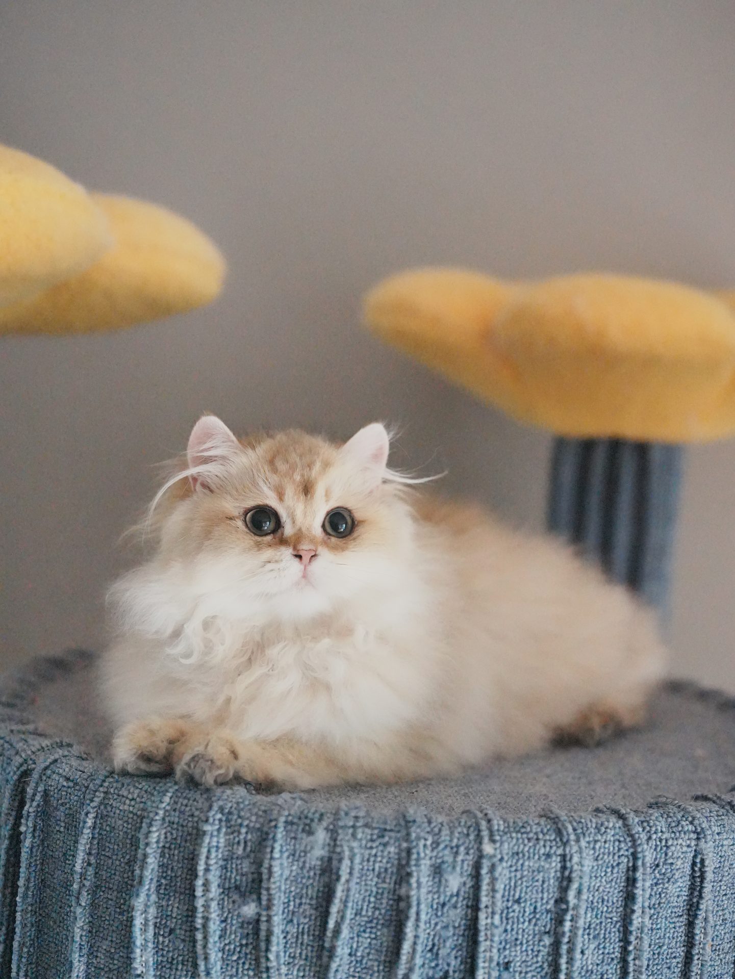 kittens for sale Vancouver