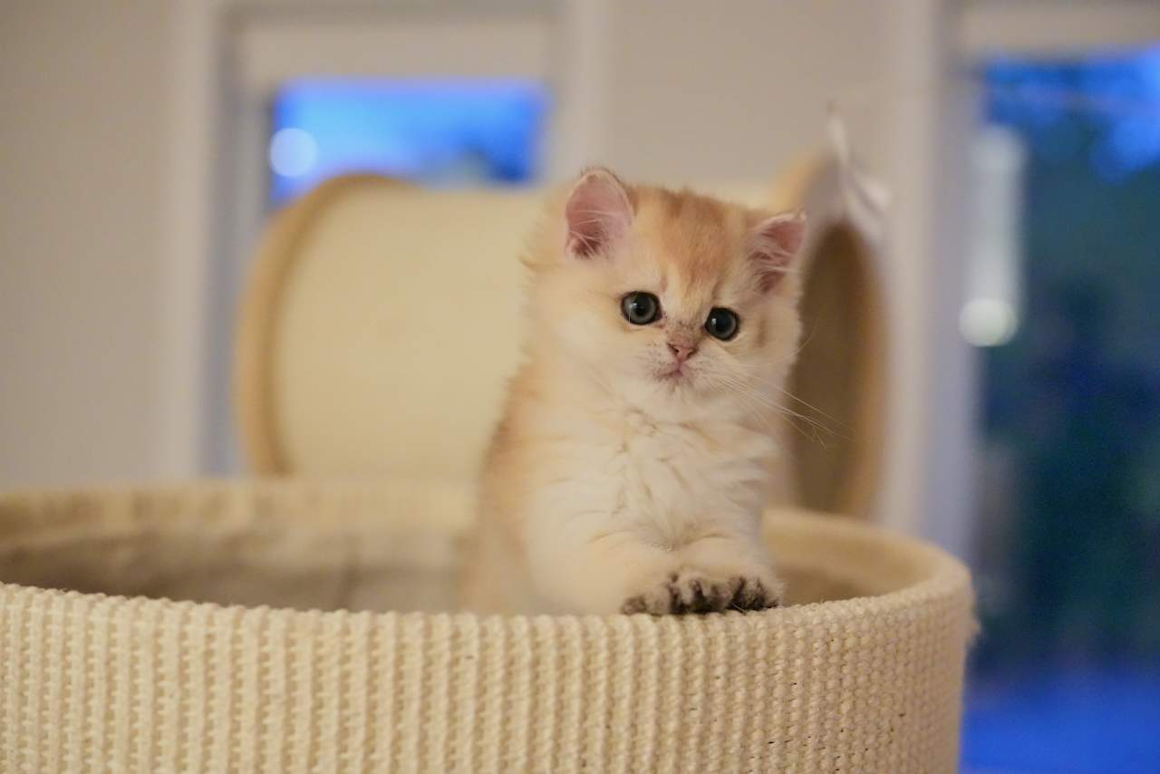golden british shorthair cat