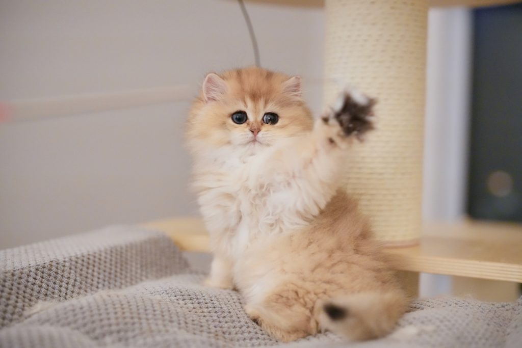 cats for sale ottawa