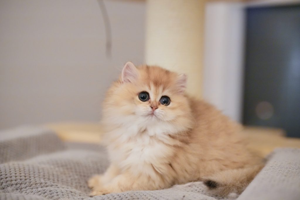 cats for sale ottawa