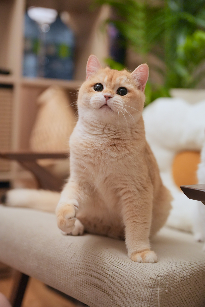 golden british shorthair