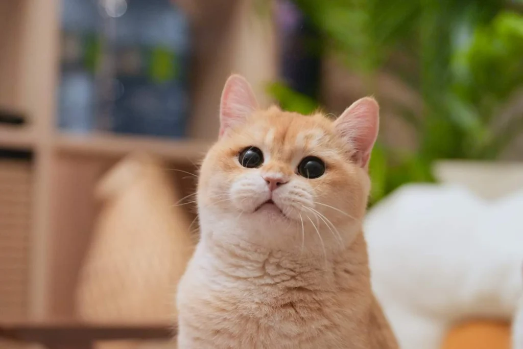 Eggroll Boarding in Our Cattery - British Shorthair for sale & British Longhair Kittens for sale