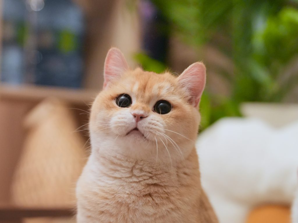 Eggroll Boarding in Our Cattery - British Shorthair for sale & British Longhair Kittens for sale