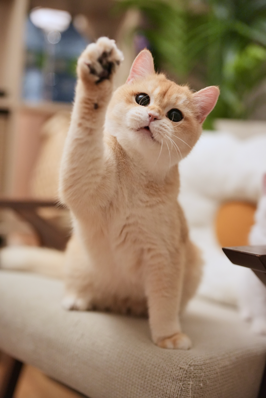 golden british shorthair