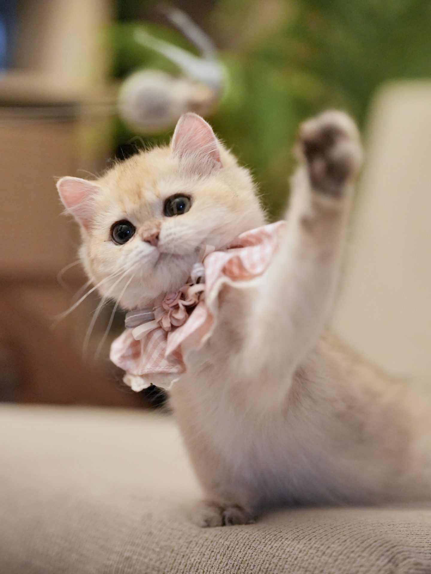 kittens for sale