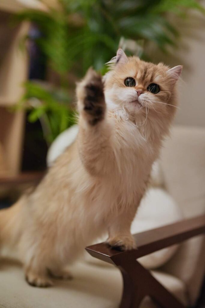 Edith's Photos - British Shorthair for sale & British Longhair Kittens for sale