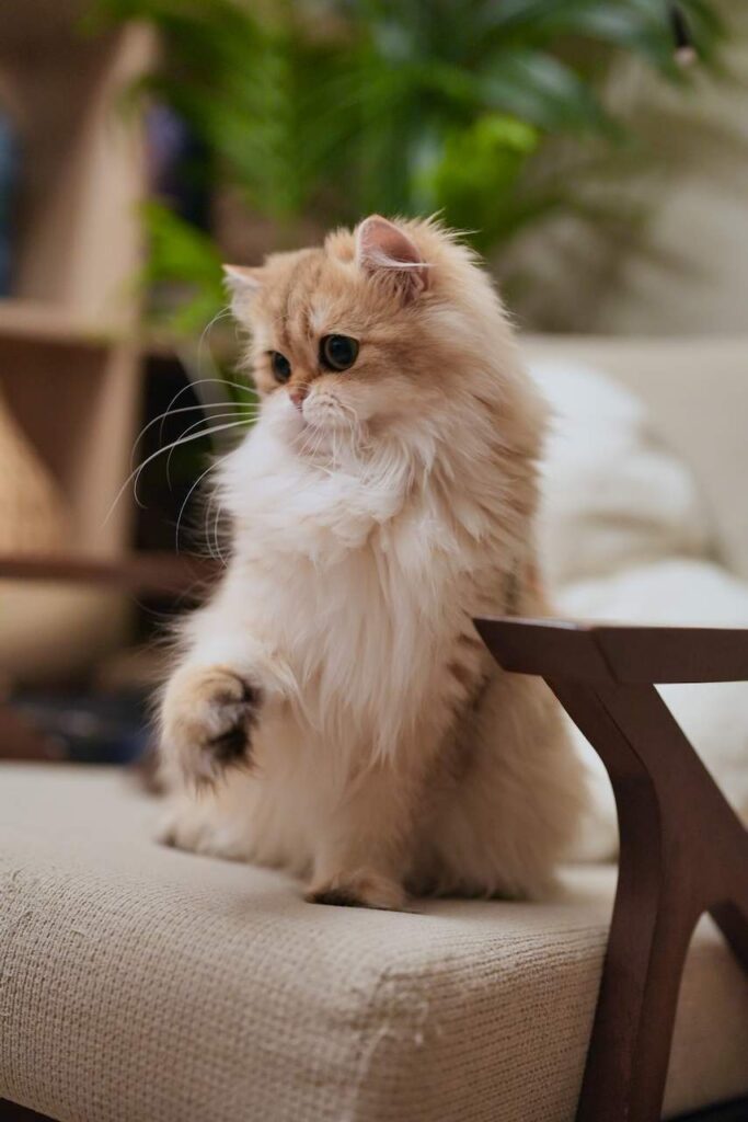 Edith's Photos - British Shorthair for sale & British Longhair Kittens for sale