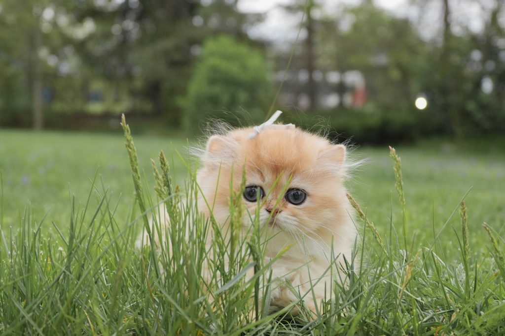 british cat breeds for sale