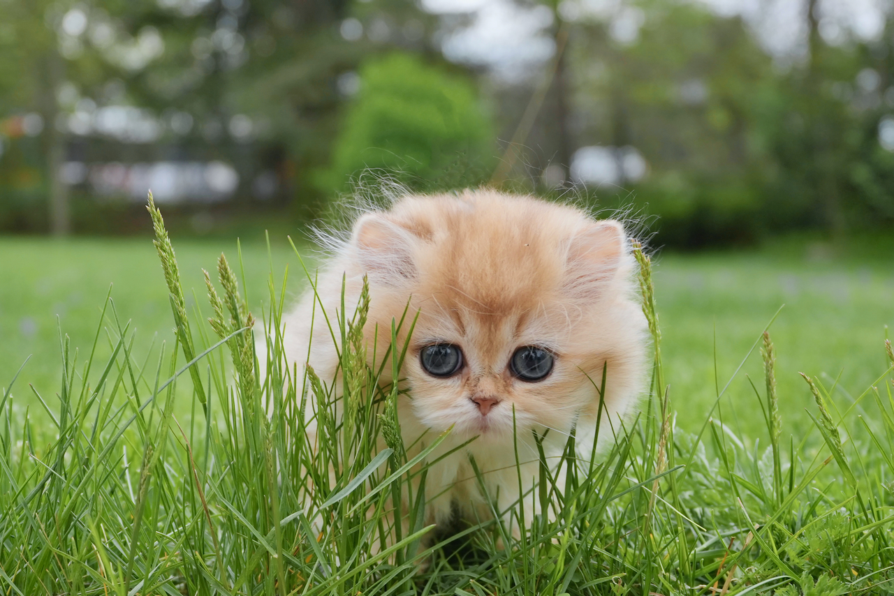 Adoption Process - British Shorthair for sale & British Longhair Kittens for sale