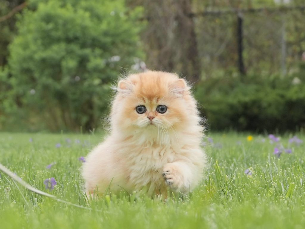 Mango - Golden Shaded British Longhair - British Shorthair for sale & British Longhair Kittens for sale
